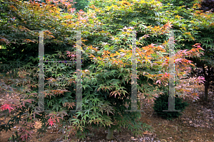 Picture of Acer palmatum 'Hatsu shigure'