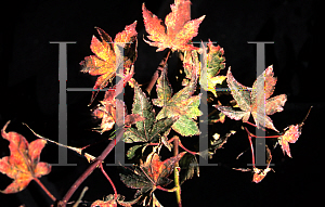 Picture of Acer palmatum 'Hatsu shigure'