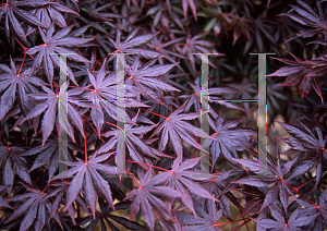 Picture of Acer palmatum (Matsumurae Group) 'Ruby Ridge (Heims)'