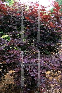 Picture of Acer palmatum (Matsumurae Group) 'Ruby Ridge (Heims)'