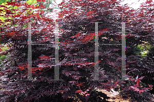 Picture of Acer palmatum (Matsumurae Group) 'Ruby Ridge (Heims)'