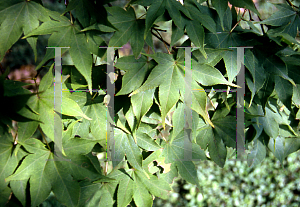 Picture of Acer palmatum (Amoenum Group) 'Heptalobum'