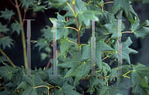 Picture of Acer palmatum (Amoenum Group) 'Heptalobum'