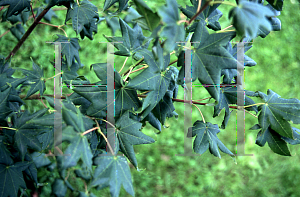 Picture of Acer palmatum (Amoenum Group) 'Heptalobum'