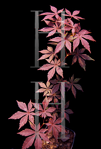 Picture of Acer palmatum (Matsumurae Group) 'Hess Red Select'