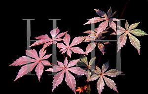 Picture of Acer palmatum (Matsumurae Group) 'Hess Red Select'