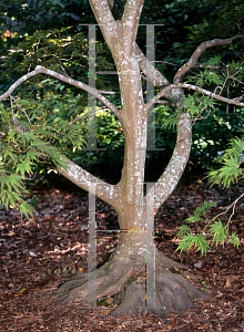 Picture of Acer palmatum (Matsumurae Group) 'Hessei'