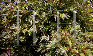 Picture of Acer palmatum 'Higashi yama'