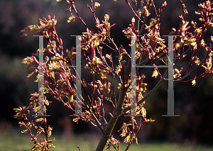 Picture of Acer palmatum 'Higashi yama'