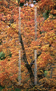 Picture of Acer palmatum 'Higashi yama'