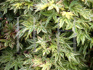 Picture of Acer palmatum 'Higashi yama'
