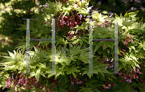 Picture of Acer palmatum 'Higashi yama'