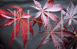 Picture of Acer palmatum (Matsumurae Group) 'Hillieri'