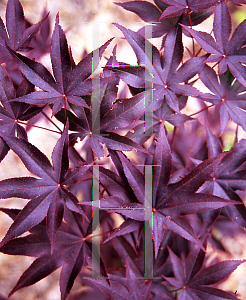 Picture of Acer palmatum 'Hi-no-tsukasa (Hinu tsukasa)'