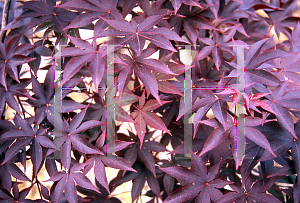 Picture of Acer palmatum 'Hi-no-tsukasa (Hinu tsukasa)'