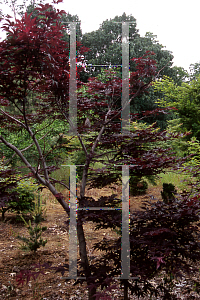 Picture of Acer palmatum 'Hi-no-tsukasa (Hinu tsukasa)'