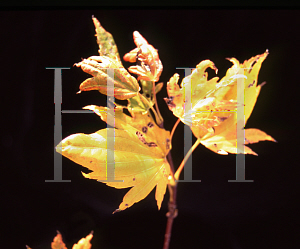 Picture of Acer palmatum (Amoenum Group) 'Haru iro'