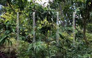 Picture of Acer palmatum (Dissectum Group) 'Hagoromo'