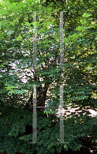 Picture of Acer palmatum (Amoenum Group) 'Hogyoku'