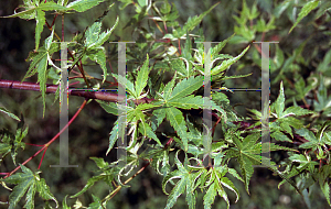 Picture of Acer palmatum 'Kingsville Variegated (Hohman's Variegated)'