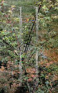 Picture of Acer palmatum 'Kingsville Variegated (Hohman's Variegated)'