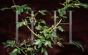 Picture of Acer palmatum 'Kingsville Variegated (Hohman's Variegated)'