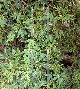 Picture of Acer palmatum (Matsumurae Group) 'Hoshi kuzu'