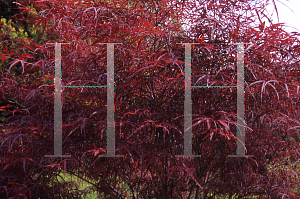 Picture of Acer palmatum(Linearilobum Group) 'Hupp's Red Willow (Red Willow)'
