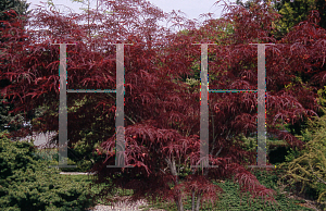 Picture of Acer palmatum(Linearilobum Group) 'Hupp's Red Willow (Red Willow)'