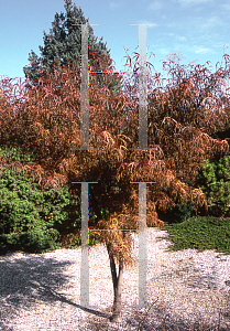 Picture of Acer palmatum(Linearilobum Group) 'Hupp's Red Willow (Red Willow)'