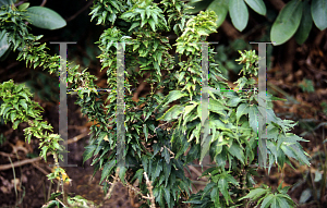 Picture of Acer palmatum (Matsumurae Group) 'Hupp's Dwarf'