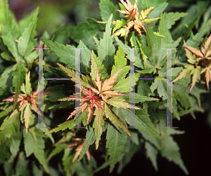 Picture of Acer palmatum (Matsumurae Group) 'Hupp's Dwarf'