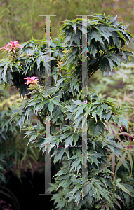 Picture of Acer palmatum (Matsumurae Group) 'Hupp's Dwarf'