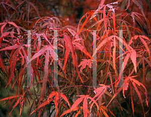 Picture of Acer palmatum(Linearilobum Group) 'Hupp's Red Willow (Red Willow)'