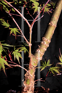 Picture of Acer palmatum (Dissectum Group) 'Ibo nishiki'