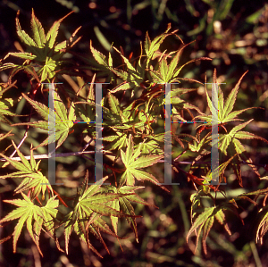 Picture of Acer palmatum (Dissectum Group) 'Ibo nishiki'