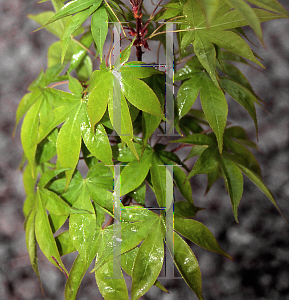 Picture of Acer palmatum (Amoenum Group) 'Ichigyoji'