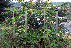 Picture of Acer palmatum (Amoenum Group) 'Ichigyoji'