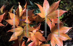 Picture of Acer palmatum (Amoenum Group) 'Ichigyoji'