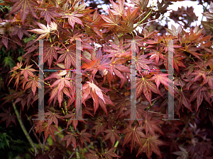 Picture of Acer palmatum (Matsumurae Group) 'Iijima sunago'