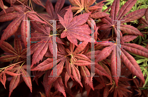 Picture of Acer palmatum (Matsumurae Group) 'Iijima sunago'