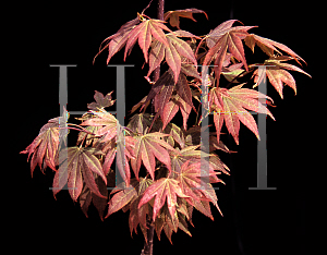 Picture of Acer palmatum (Matsumurae Group) 'Ruslyn-in-the Pink (In the Pink)'