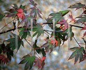Picture of Acer palmatum (Matsumurae Group) 'Ruslyn-in-the Pink (In the Pink)'