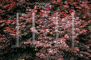 Picture of Acer palmatum (Matsumurae Group) 'Ruslyn-in-the Pink (In the Pink)'