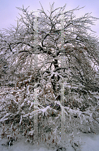 Picture of Acer palmatum (Dissectum Group) 'Inaba shidare'