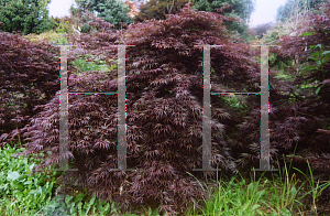 Picture of Acer palmatum (Dissectum Group) 'Inaba shidare'