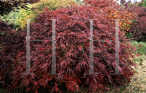 Picture of Acer palmatum (Dissectum Group) 'Inaba shidare'