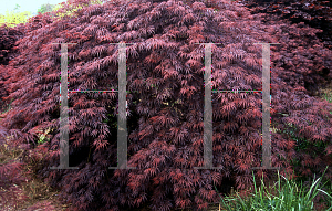 Picture of Acer palmatum (Dissectum Group) 'Inaba shidare'