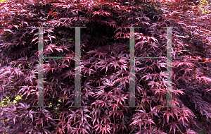 Picture of Acer palmatum (Matsumurae Group) 'Inazuma'