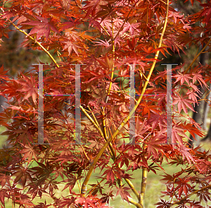 Picture of Acer palmatum (Matsumurae Group) 'Inazuma'